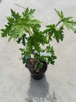 Vijg (Ficus Carica 'Ice Crystal') -Planten Verkoopwinkel ficusicecrystal03 1