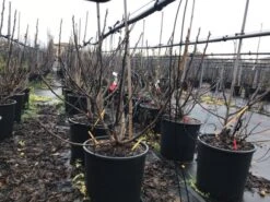 Vijg (Ficus Carica 'Panache') -Planten Verkoopwinkel ficuspanache 1