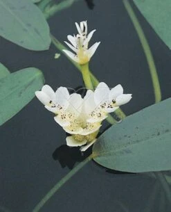 Kaapse Waterlelie (Aponogeton Distachyos)