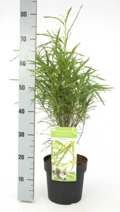 Smalbladige Vuilboom (Frangula Alnus 'Fine Line') -Planten Verkoopwinkel frangula alnus fine line 2