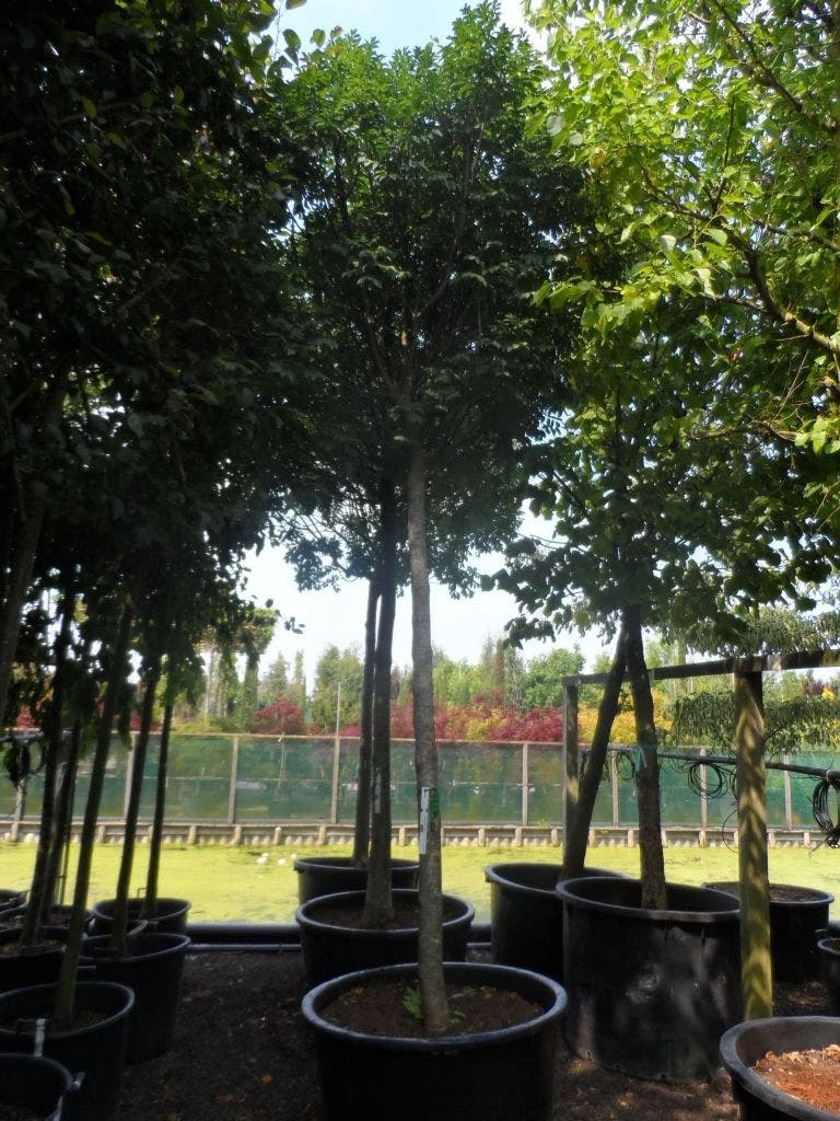 Pluim Es (Fraxinus Ornus 'Meczek') 4 Pluim Es (Fraxinus Ornus 'Meczek') - Afbeelding 4