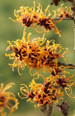 Toverhazelaar (Hamamelis Intermedia 'Orange Beauty') 5 Toverhazelaar (Hamamelis Intermedia 'Orange Beauty') -Planten Verkoopwinkel gaar00221