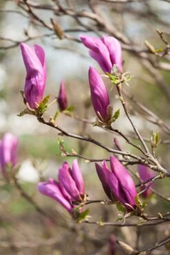 Magnolia Als Boom (Magnolia 'Susan') -Planten Verkoopwinkel gaar00675 2