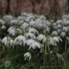 Sneeuwklokjes (Galanthus Nivalis 'Flore Pleno') -Planten Verkoopwinkel galanthus nivalis florepleno 13 1