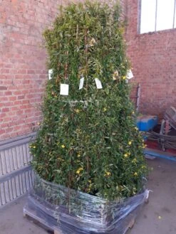 Gele Jasmijn (Gelsemium Sempervirens) -Planten Verkoopwinkel gelsemium 1