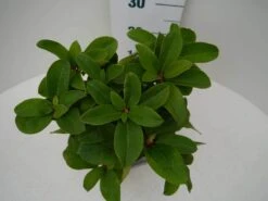 Rhododendron (Rhododendron 'Germania') -Planten Verkoopwinkel germania c2 boven 3