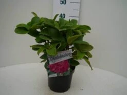 Rhododendron (Rhododendron 'Germania') -Planten Verkoopwinkel germania c2 voor 3