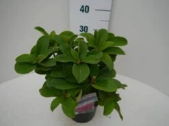 Rhododendron (Rhododendron 'Germania') -Planten Verkoopwinkel germania c2 zij 2