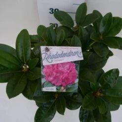 Rhododendron (Rhododendron 'Germania') -Planten Verkoopwinkel germania c5 boven 3
