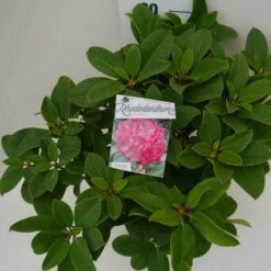 Rhododendron (Rhododendron 'Germania') -Planten Verkoopwinkel germania c7.5 boven 2