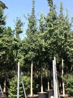 Japanse Notenboom (Ginkgo Biloba) 36 Japanse Notenboom (Ginkgo Biloba) -Planten Verkoopwinkel gingko bilobo 25 30 1