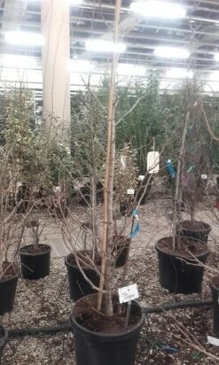 Japanse Notenboom (Ginkgo Biloba) 35 Japanse Notenboom (Ginkgo Biloba) -Planten Verkoopwinkel ginkgo biloba