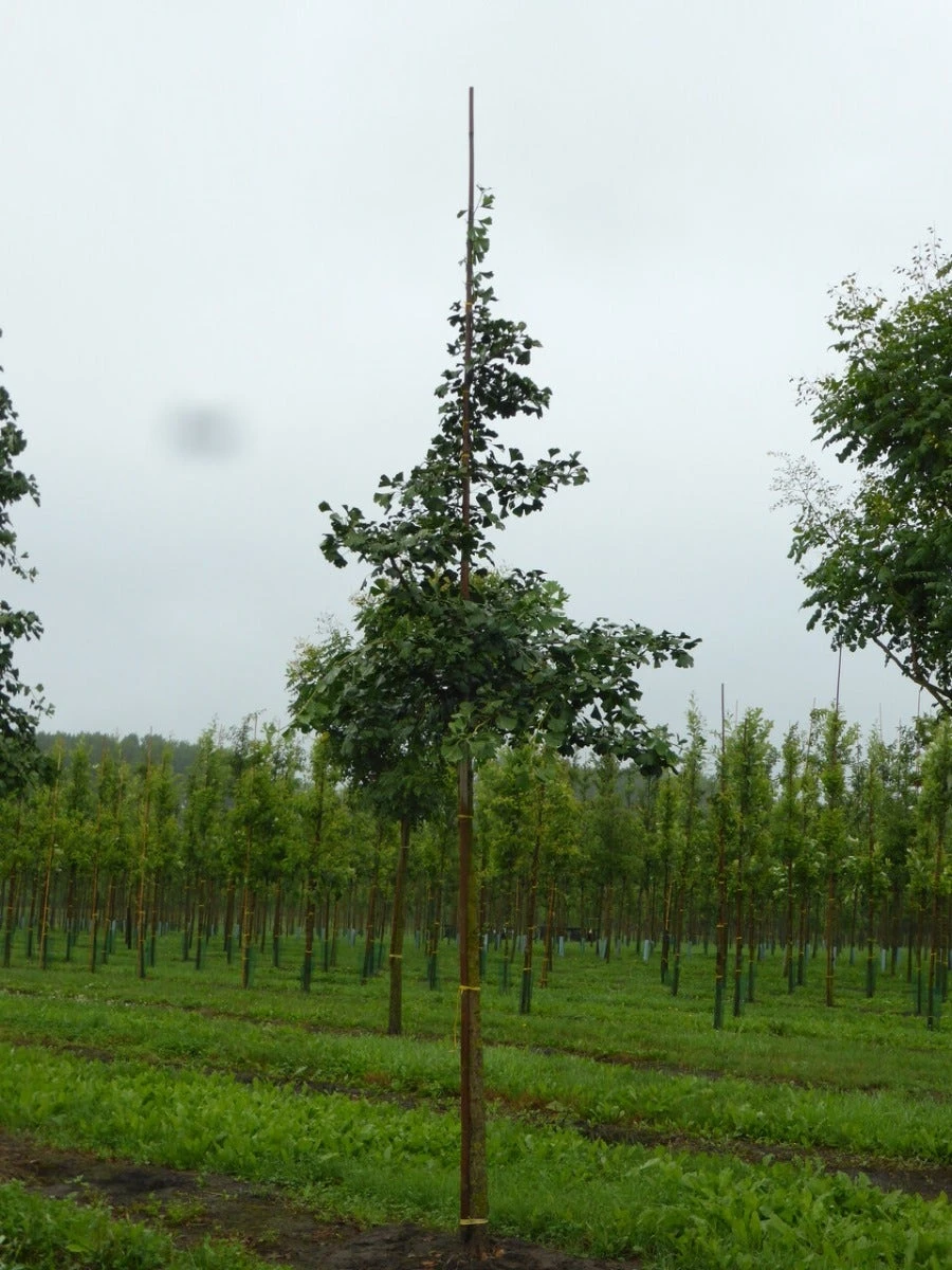 Grote Ginkgo (Ginkgo Biloba) 2 Grote Ginkgo (Ginkgo Biloba) - Afbeelding 2
