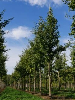 Grote Ginkgo (Ginkgo Biloba) 9 Grote Ginkgo (Ginkgo Biloba) -Planten Verkoopwinkel ginkgo biloba s 20 25