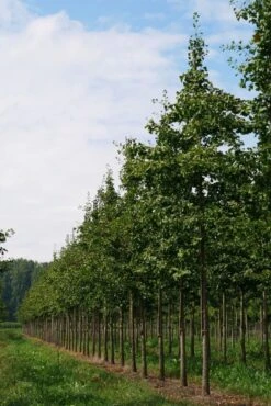Grote Ginkgo (Ginkgo Biloba) 10 Grote Ginkgo (Ginkgo Biloba) -Planten Verkoopwinkel ginkgo biloba s 25 30