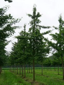 Grote Ginkgo (Ginkgo Biloba) 13 Grote Ginkgo (Ginkgo Biloba) -Planten Verkoopwinkel ginkgo biloba s 40 45