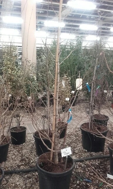 Japanse Notenboom (Ginkgo Biloba) 16 Japanse Notenboom (Ginkgo Biloba) - Afbeelding 16