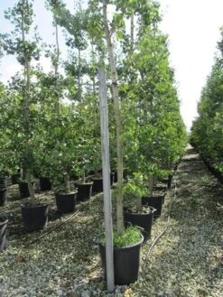 Japanse Notenboom (Ginkgo Biloba) 39 Japanse Notenboom (Ginkgo Biloba) -Planten Verkoopwinkel ginkgo biloba 1