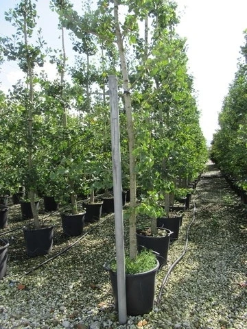 Japanse Notenboom (Ginkgo Biloba) 20 Japanse Notenboom (Ginkgo Biloba) - Afbeelding 20