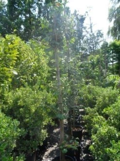 Japanse Notenboom (Ginkgo Biloba) 28 Japanse Notenboom (Ginkgo Biloba) -Planten Verkoopwinkel ginkgo biloba 10 12 14 geveerd 1