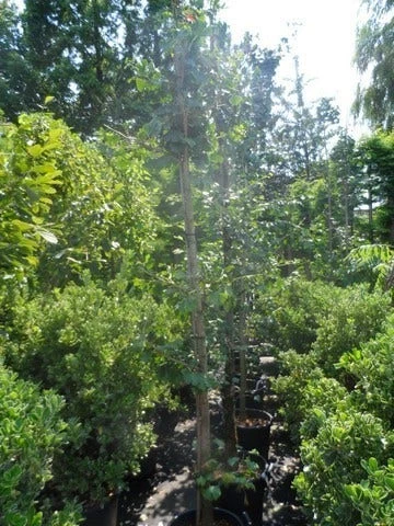 Japanse Notenboom (Ginkgo Biloba) 9 Japanse Notenboom (Ginkgo Biloba) - Afbeelding 9