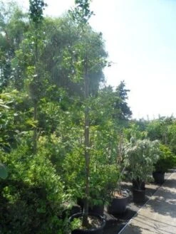 Japanse Notenboom (Ginkgo Biloba) 29 Japanse Notenboom (Ginkgo Biloba) -Planten Verkoopwinkel ginkgo biloba 14 16 geveerd 1