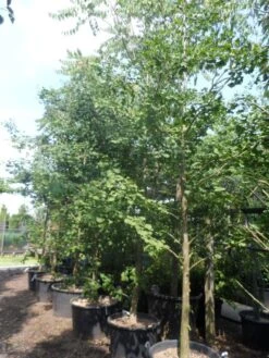 Japanse Notenboom (Ginkgo Biloba) 27 Japanse Notenboom (Ginkgo Biloba) -Planten Verkoopwinkel ginkgo biloba 18 20 25 geveerd c130 1