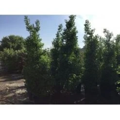 Japanse Noteboom Als Zuilboom (Ginkgo Biloba 'Fastigiata Blagon') -Planten Verkoopwinkel ginkgo biloba 250 300