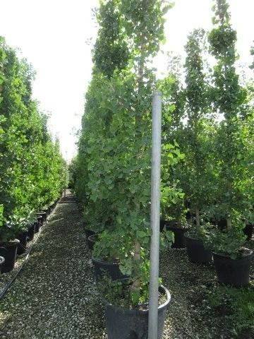 Japanse Notenboom (Ginkgo Biloba) 18 Japanse Notenboom (Ginkgo Biloba) - Afbeelding 18