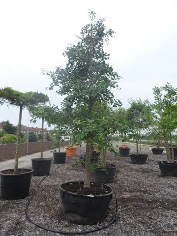 Japanse Notenboom (Ginkgo Biloba) 12 Japanse Notenboom (Ginkgo Biloba) - Afbeelding 12