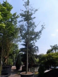 Japanse Notenboom (Ginkgo Biloba) 32 Japanse Notenboom (Ginkgo Biloba) -Planten Verkoopwinkel ginkgo biloba 35 40ho cont 1