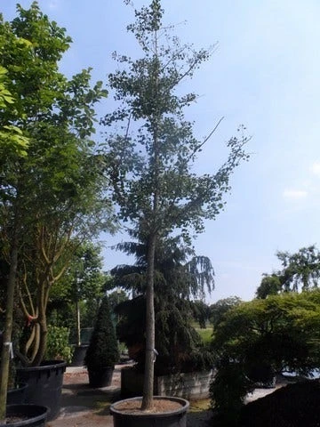 Japanse Notenboom (Ginkgo Biloba) 13 Japanse Notenboom (Ginkgo Biloba) - Afbeelding 13