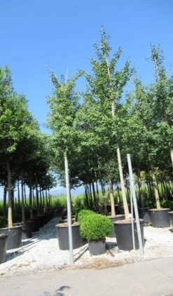 Japanse Notenboom (Ginkgo Biloba) 38 Japanse Notenboom (Ginkgo Biloba) -Planten Verkoopwinkel ginkgo biloba 3