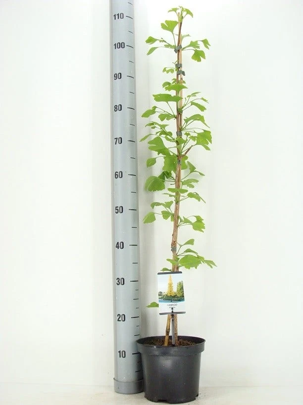 Japanse Notenboom (Ginkgo Biloba) 15 Japanse Notenboom (Ginkgo Biloba) - Afbeelding 15