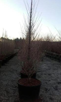 Japanse Noteboom Als Zuilboom (Ginkgo Biloba 'Fastigiata Blagon') -Planten Verkoopwinkel ginkgo biloba fastigiata blagon