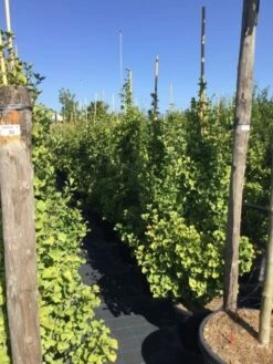 Japanse Noteboom Als Zuilboom (Ginkgo Biloba 'Fastigiata Blagon') -Planten Verkoopwinkel ginkgo biloba fastigiata blagon 150 175cm