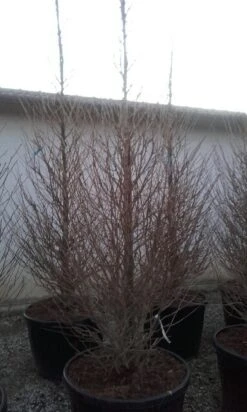 Japanse Noteboom Als Zuilboom (Ginkgo Biloba 'Fastigiata Blagon') -Planten Verkoopwinkel ginkgo biloba fastigiata blagon 2