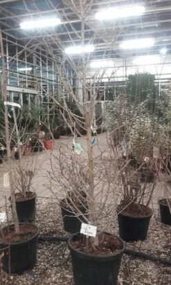 Japanse Noteboom Als Zuilboom (Ginkgo Biloba 'Fastigiata Blagon') -Planten Verkoopwinkel ginkgo biloba fastigiata blagon 3