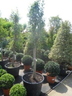 Japanse Noteboom Als Zuilboom (Ginkgo Biloba 'Fastigiata Blagon') -Planten Verkoopwinkel ginkgo biloba fastigiata halfstam c110 18 20