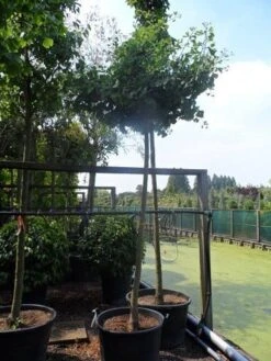 Japanse Notenboom (Ginkgo Biloba 'Horizontalis') -Planten Verkoopwinkel ginkgo biloba horizontalis 18 20ho c130