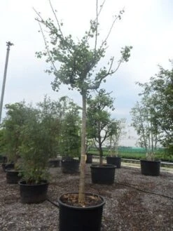 Japanse Notenboom (Ginkgo Biloba 'Horizontalis') -Planten Verkoopwinkel ginkgo biloba horizontalis 25 30ho c300