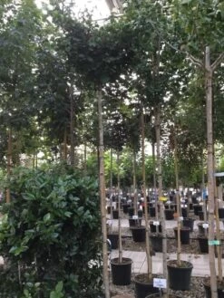 Japanse Notenboom (Ginkgo Biloba 'Mariken') -Planten Verkoopwinkel ginkgo biloba mariken