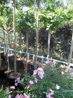 Japanse Notenboom (Ginkgo Biloba 'Mariken') -Planten Verkoopwinkel ginkgo biloba mariken 150stam c10