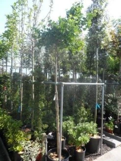 Japanse Notenboom (Ginkgo Biloba 'Mariken') -Planten Verkoopwinkel ginkgo biloba mariken 8 10ho cont