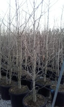 Japanse Notenboom, Meerstammig (Ginkgo Biloba) -Planten Verkoopwinkel ginkgo biloba meerstammig