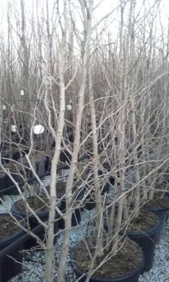 Japanse Notenboom, Meerstammig (Ginkgo Biloba) -Planten Verkoopwinkel ginkgo biloba meerstammig 2 1