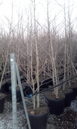 Japanse Notenboom, Meerstammig (Ginkgo Biloba) -Planten Verkoopwinkel ginkgo biloba meerstammig 3