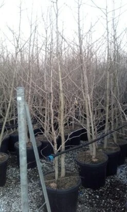 Japanse Notenboom, Meerstammig (Ginkgo Biloba) -Planten Verkoopwinkel ginkgo biloba meerstammig 4 2