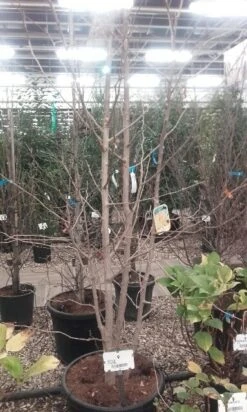 Japanse Notenboom, Meerstammig (Ginkgo Biloba) -Planten Verkoopwinkel ginkgo biloba meerstammig 5