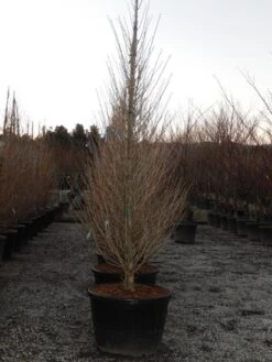 Japanse Noteboom Als Zuilboom (Ginkgo Biloba 'Fastigiata Blagon') -Planten Verkoopwinkel ginkgo fastigiata blagon